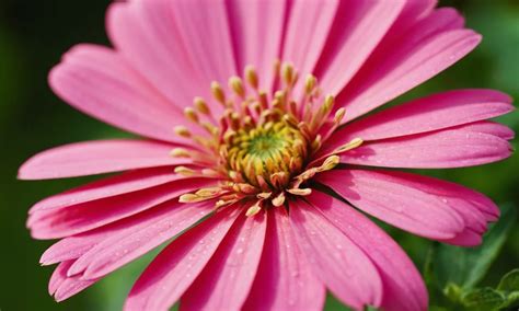  The Talking Zinnias: Unveiling Ancient Wisdom Through Blooms and Bravery!